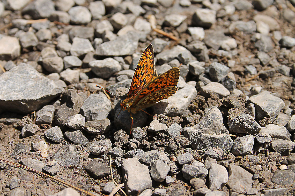 Pearl-bordered Fritillary  Austria,Boloria euphrosyne,Geotagged,Pearl-bordered Fritillary