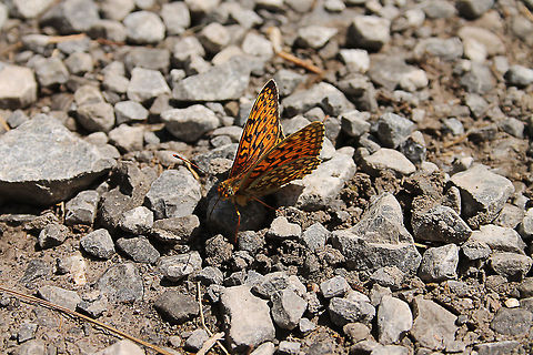 Pearl-bordered Fritillary  Austria,Boloria euphrosyne,Geotagged,Pearl-bordered Fritillary