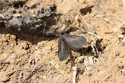 Chimney Sweeper And I thought that butterflies and moths like flowers ... ;) Austria,Geotagged,Odezia atrata,chimney sweeper