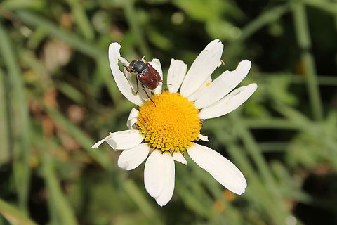 Anomala dubia Aka "Kleine julikever" (Dutch) or "Kleiner Julikäfer" (German). 
See also http://nl.wikipedia.org/wiki/Anomala_dubia or http://de.wikipedia.org/wiki/Anomala_dubia

No English wiki page for this beetle. Austria,Geotagged,kleine julikever,kleiner Julikäfer