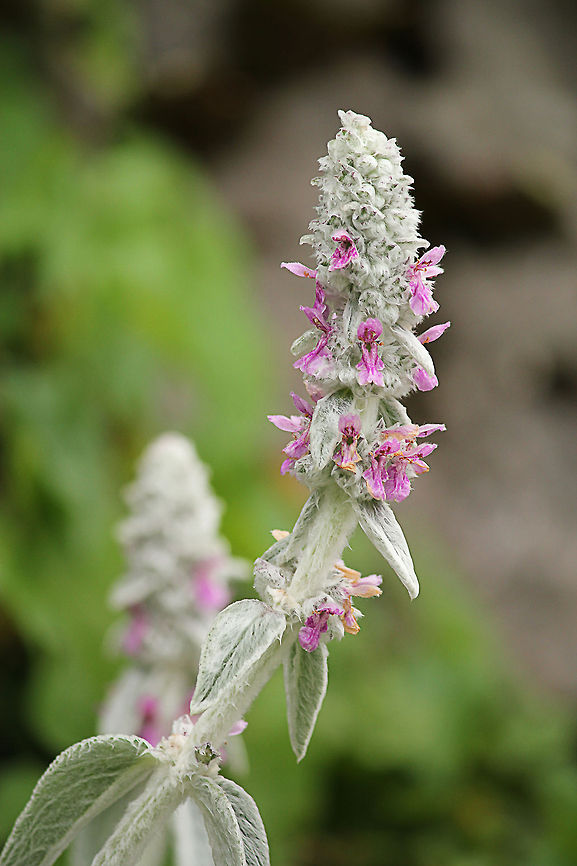 Lambs Ear In Dutch: Ezelsoor Austria,Geotagged,Lambs Ear,Stachys byzantina