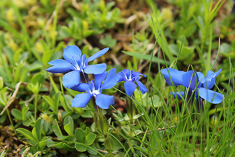 Gentiana utriculosa No english wiki page.
In Dutch: blaasgentiaan Austria,Bladder Gentian,Gentiana utriculosa,Geotagged