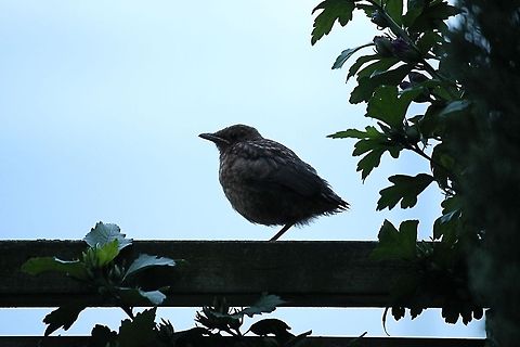 Young blackbird at shimmer  Common Blackbird,Geotagged,The Netherlands,Turdus merula