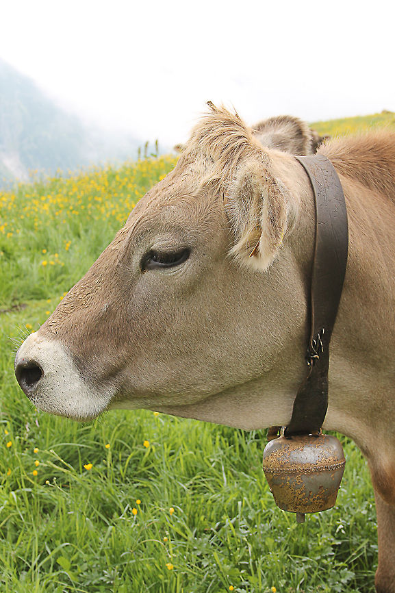Cowbell This Brown Swiss greeted us on our tour in the Alps. Austria,Bos primigenius indicus,Bos primigenius taurus,Cattle,Geotagged