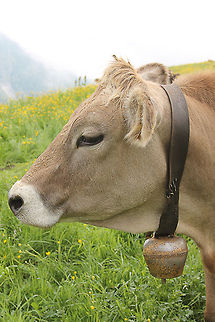 Cowbell This Brown Swiss greeted us on our tour in the Alps. Austria,Bos primigenius indicus,Bos primigenius taurus,Cattle,Geotagged