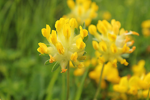 Kidney vetch Anthyllis vulneraria (Common kidneyvetch, Kidney vetch, woundwort) is a medicinal plant native to Europe. The name vulneraria means "wound healer".
Anthyllis vulneraria reaches 5&ndash;40 centimetres (2.0&ndash;16 in) of height. The stem is simple or more often branched. The leaves are imparipinnate, glabrous or with scattered hairs on the upper face and silky hairs on the underside.

The flower heads are spherical in shape and 10&ndash;20 millimetres (0.39&ndash;0.79 in) long. The flower are yellow in almost all sub-species, with the typical irregular shape of the flowers of legumes. Flowering takes place between June and September. The fruit is a legume. The fruits ripening takes place from July to October. 

Kidney vetch is the foodplant of the small blue butterfly larvae. Anthyllis vulneraria,Austria,Geotagged