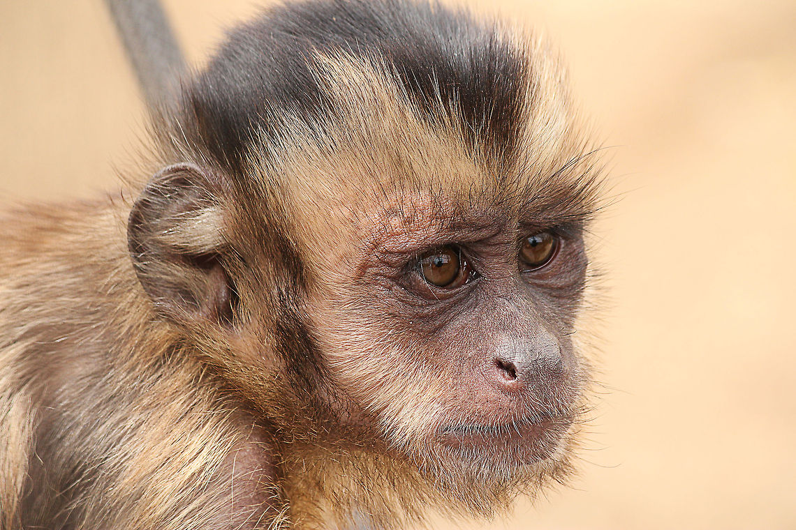 Tufted capuchin  Cebus apella,Geotagged,Mondo Verde,The Netherlands,Tufted capuchin