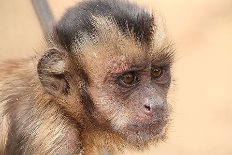Tufted capuchin  Cebus apella,Geotagged,Mondo Verde,The Netherlands,Tufted capuchin