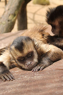 Tufted capuchin asleep  Cebus apella,Geotagged,Mondo Verde,The Netherlands,Tufted capuchin