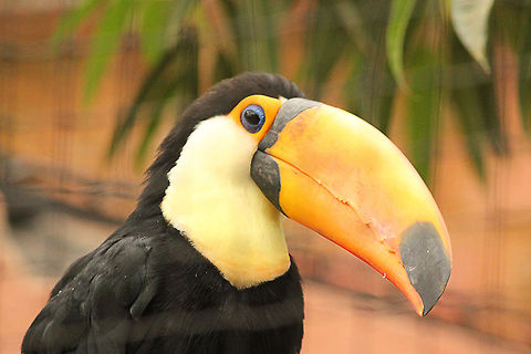 Toco Toucan  Geotagged,Mondo Verde,Ramphastos toco,The Netherlands,Toco Toucan