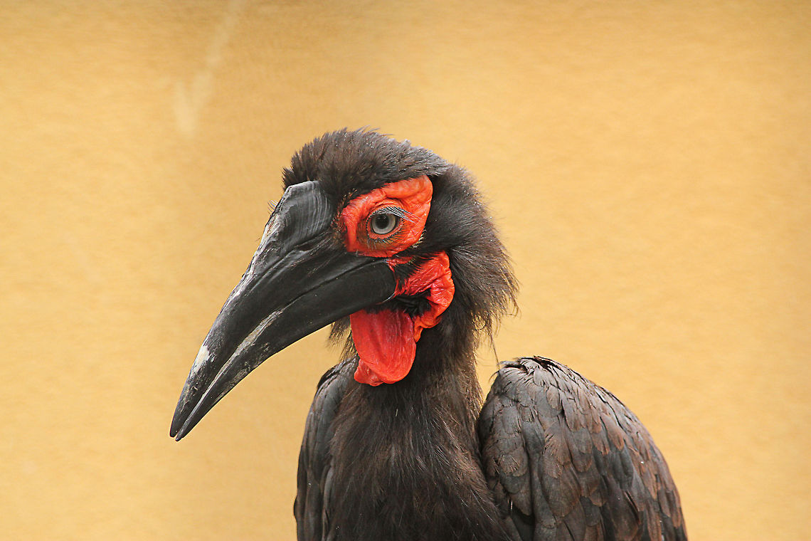 Southern Ground Hornbill  Bucorvus leadbeateri,Geotagged,Mondo Verde,Southern Ground Hornbill,The Netherlands