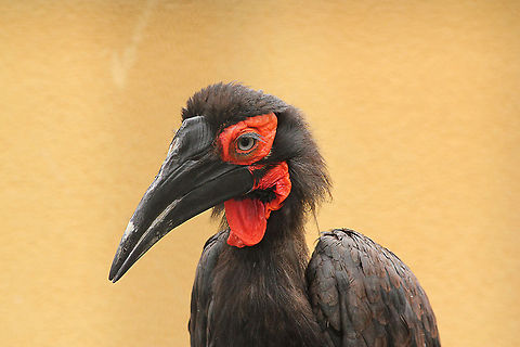 Southern Ground Hornbill  Bucorvus leadbeateri,Geotagged,Mondo Verde,Southern Ground Hornbill,The Netherlands