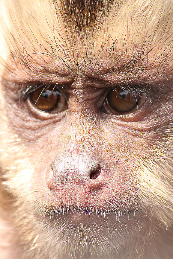 Tufted capuchin eye to eye  Cebus apella,Geotagged,Mondo Verde,The Netherlands,Tufted capuchin