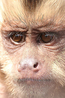 Tufted capuchin eye to eye  Cebus apella,Geotagged,Mondo Verde,The Netherlands,Tufted capuchin