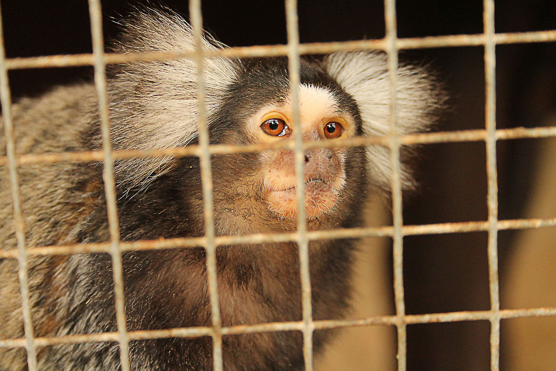 Common marmoset Please let me out!<br />
In Dutch: witoorpenseelaapje Callithrix jacchus,Common marmoset,Geotagged,Mondo Verde,The Netherlands