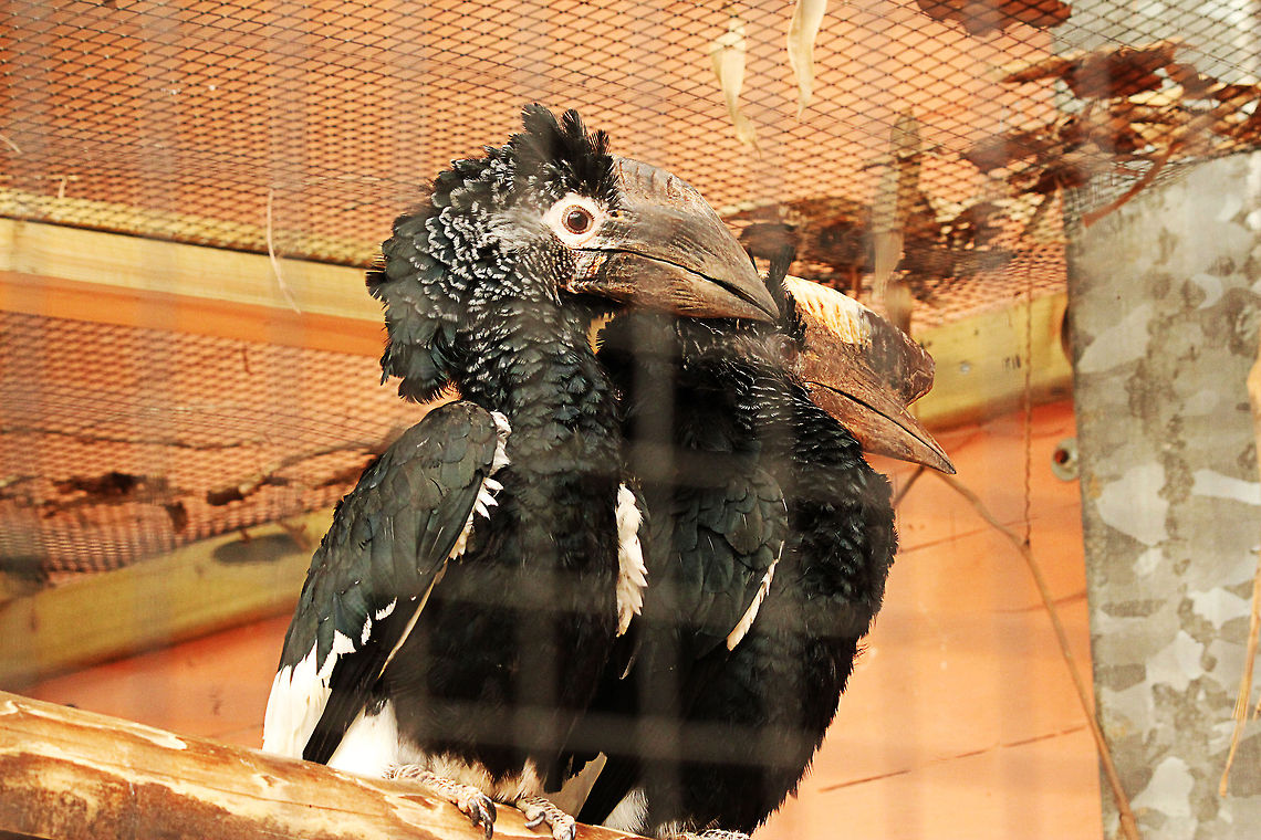 Black-and-white-casqued Hornbill In Dutch: bruinwang neushoornvogel Black-and-white-casqued Hornbill,Bycanistes subcylindricus,Geotagged,Mondo Verde,The Netherlands