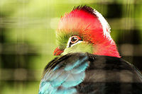 Fischer's Turaco  Fischers Turaco,Geotagged,Mondo Verde,Tauraco fischeri,The Netherlands