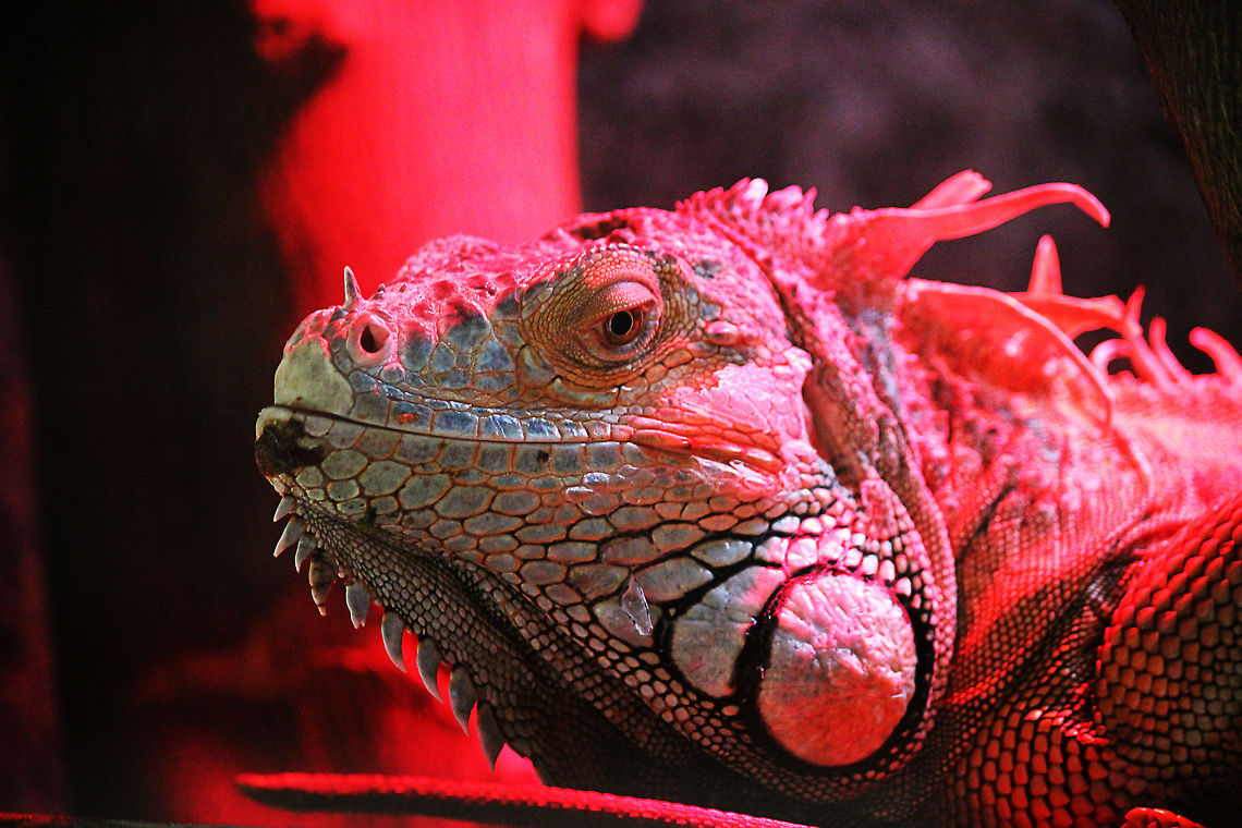 Green Iguana  Geotagged,Green Iguana,Iguana iguana,Mondo Verde,The Netherlands