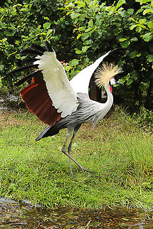Grey Crowned Crane  Balearica regulorum,Geotagged,Grey Crowned Crane,The Netherlands