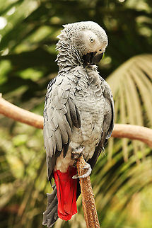Congo African Grey Parrot Congo African Grey Parrot (Psittacus erithacus erithacus) African Grey Parrot,Geotagged,Mondo Verde,Psittacus erithacus,The Netherlands