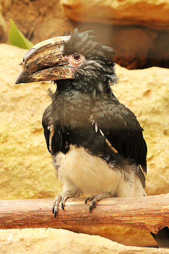 Trumpeter Hornbill In Dutch: Trompet Neushoornvogel Bycanistes bucinator,Geotagged,Mondo Verde,The Netherlands,Trumpeter Hornbill