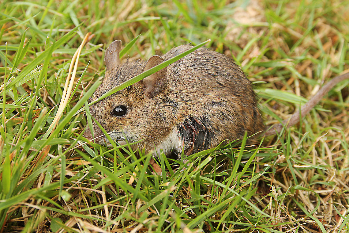 Wounded wood mouse But it was still jumping around happy Apodemus sylvaticus,Geotagged,Mondo Verde,The Netherlands,Wood mouse