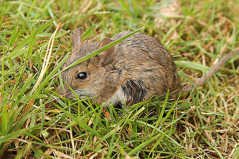 Wounded wood mouse But it was still jumping around happy Apodemus sylvaticus,Geotagged,Mondo Verde,The Netherlands,Wood mouse