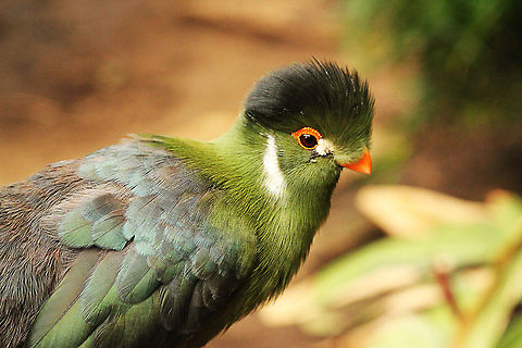White-cheeked Turaco  Geotagged,Mondo Verde,Tauraco leucotis,The Netherlands,White-cheeked Turaco