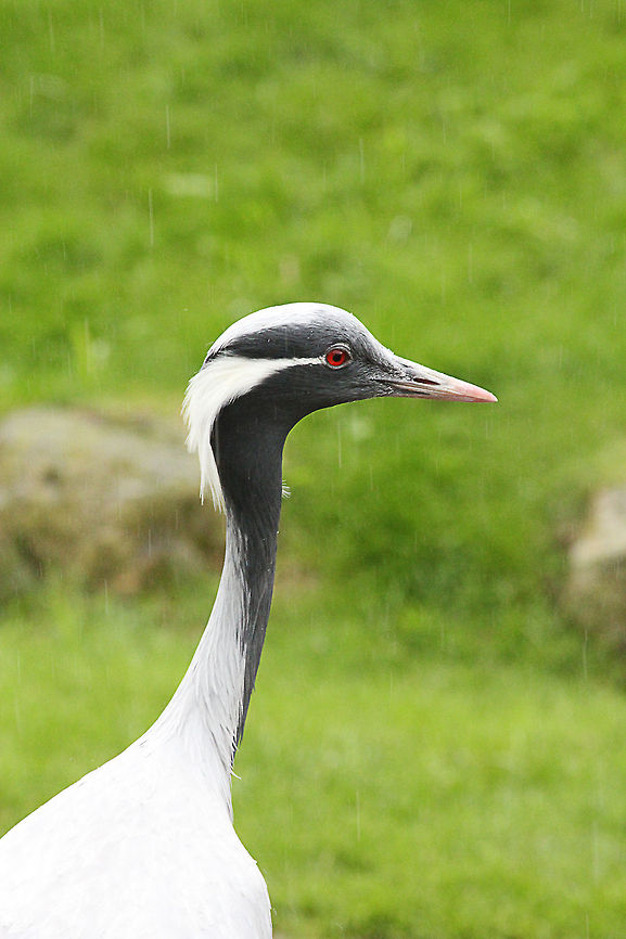 Demoiselle Crane in the rain  Anthropoides virgo,Demoiselle Crane,Geotagged,Mondo verde,The Netherlands