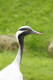 Demoiselle Crane in the rain  Anthropoides virgo,Demoiselle Crane,Geotagged,Mondo verde,The Netherlands