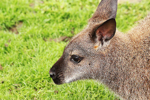 Red-necked wallaby  Geotagged,Macropus rufogriseus,Mondo Verde,Red-necked wallaby andBennetts wallaby,The Netherlands