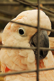 Salmon-crested Cockatoo  Cacatua moluccensis,Geotagged,Mondo Verde,Salmon-crested Cockatoo,The Netherlands