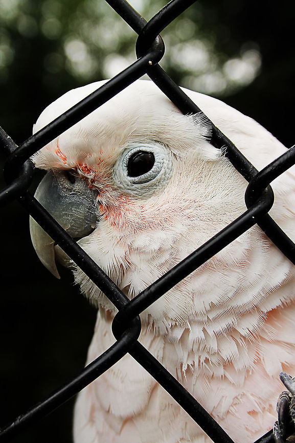 Tanimbar Corella  Cacatua goffiniana,Geotagged,Mondo Verde,Tanimbar Corella,The Netherlands