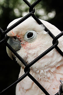 Tanimbar Corella  Cacatua goffiniana,Geotagged,Mondo Verde,Tanimbar Corella,The Netherlands