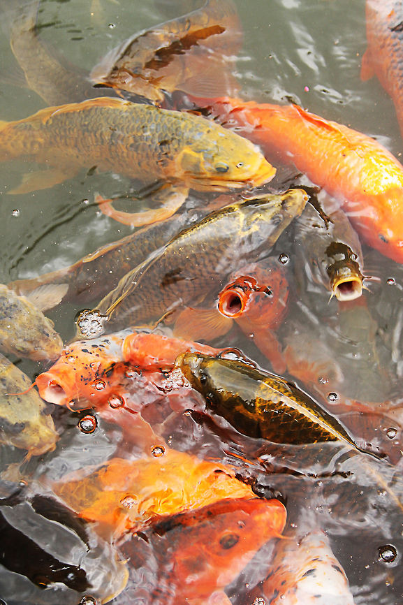 Hungry common carps  Common carp,Cyprinus carpio,Geotagged,Mondo Verde,The Netherlands