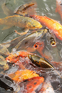 Hungry common carps  Common carp,Cyprinus carpio,Geotagged,Mondo Verde,The Netherlands