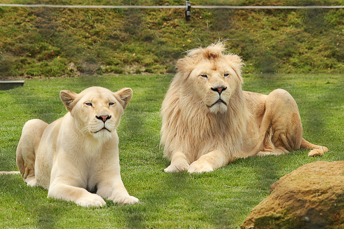 White Transvaal lion Panthera Leo Krugeri.<br />
The white lion is not a distinct subspecies, but a special morph with a genetic condition, leucism, that causes paler colouration akin to that of the white tiger; the condition is similar to melanism, which causes black panthers. They are not albinos, having normal pigmentation in the eyes and skin. <br />
White Transvaal lion (Panthera leo krugeri) individuals occasionally have been encountered in and around Kruger National Park and the adjacent Timbavati Private Game Reserve in eastern South Africa, but are more commonly found in captivity, where breeders deliberately select them. The unusual cream colour of their coats is due to a recessive gene. Geotagged,Lion,Mondo Verde,Panthera leo,The Netherlands