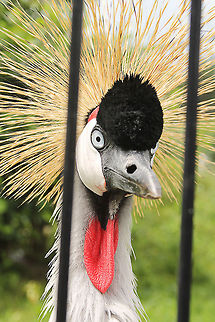 Grey Crowned Crane headstudy  Balearica regulorum,Geotagged,Grey Crowned Crane,Mondo Verde,The Netherlands