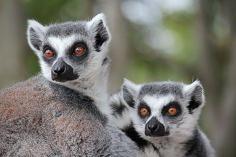 Watch over there, did you see it?  Geotagged,Lemur catta,Mondo Verde,Ring-tailed lemur,The Netherlands