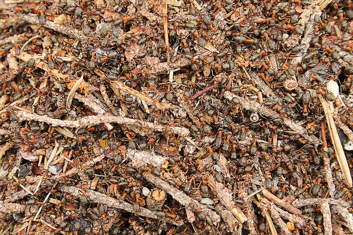 Don't count them  Austria,Formica rufa,Geotagged