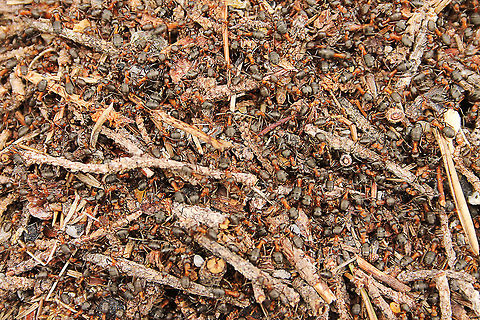 Don't count them  Austria,Formica rufa,Geotagged