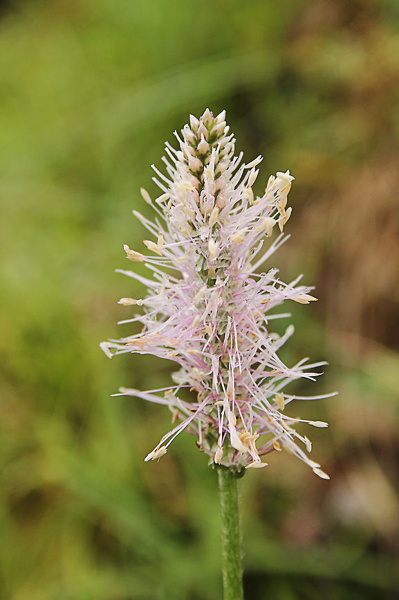 Plantago media In Dutch: Ruige weegbree Austria,Geotagged,Hoary plantain,Plantago media