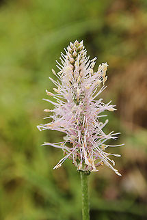 Plantago media In Dutch: Ruige weegbree Austria,Geotagged,Hoary plantain,Plantago media