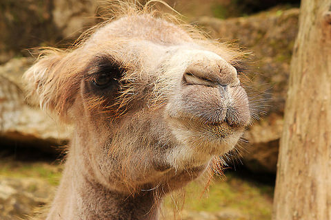 Kiss?  Bactrian camel,Camelus bactrianus,Geotagged,Mondo Verde,The Netherlands