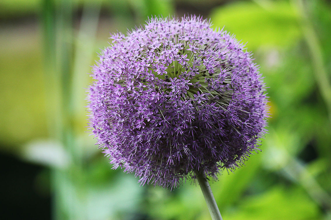 Flowering onion  Allium aflatunense,Geotagged,Mondo Verde,The Netherlands