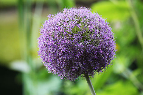 Flowering onion  Allium aflatunense,Geotagged,Mondo Verde,The Netherlands