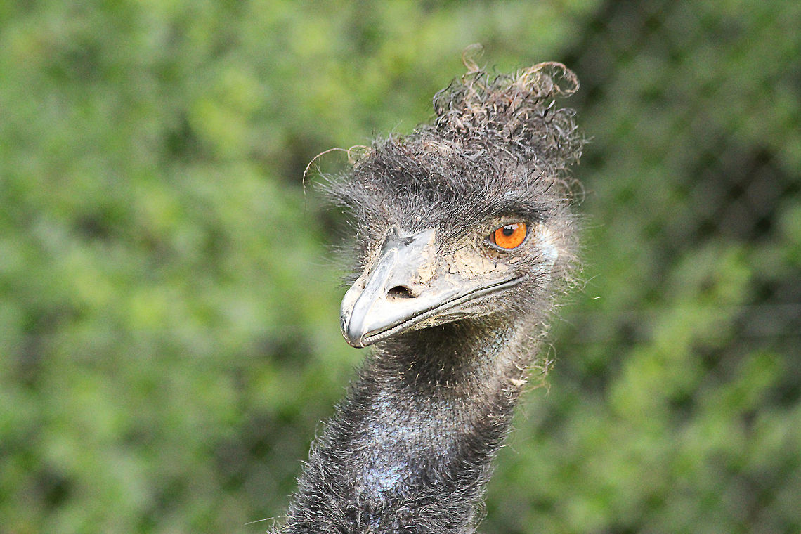 Emu  Dromaius novaehollandiae,Emu,Geotagged,Mondo Verde,The Netherlands