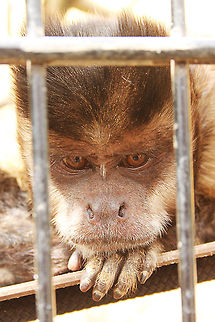 Dreamy  Cebus apella,Geotagged,Mondo Verde,The Netherlands,Tufted capuchin