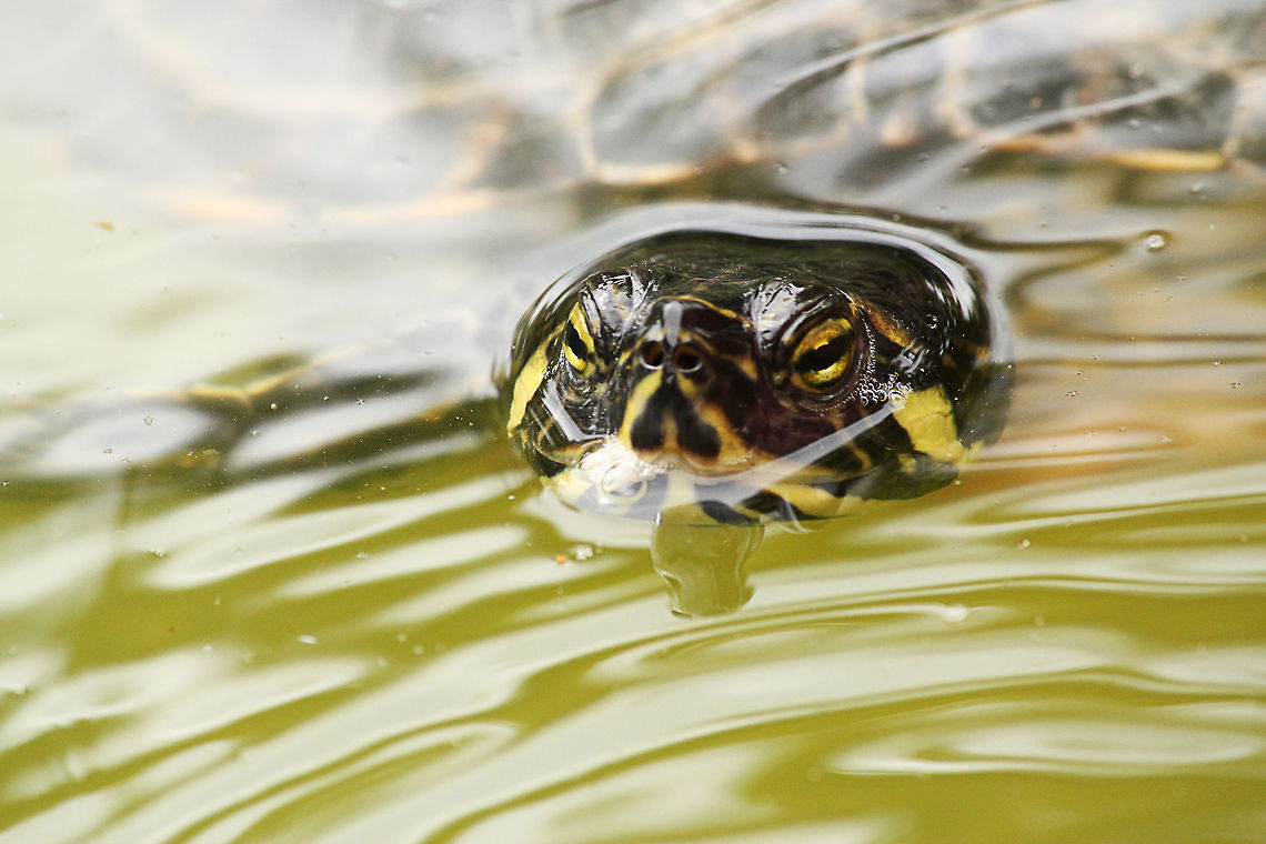 Cumberland slider  Cumberland slider,Geotagged,Mondo Verde,The Netherlands,Trachemys scripta troostii