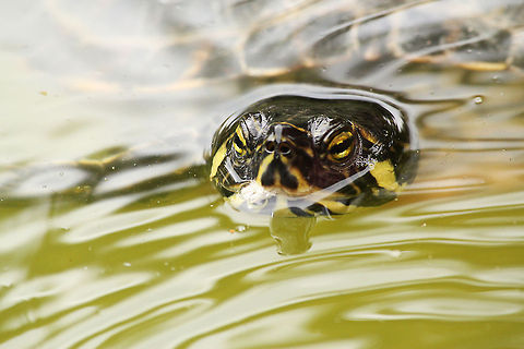 Cumberland slider  Cumberland slider,Geotagged,Mondo Verde,The Netherlands,Trachemys scripta troostii
